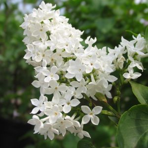 Syringa vulgaris 'Blanc'