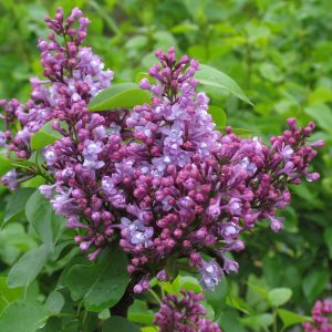 Syringa vulgaris 'Charles Joly'