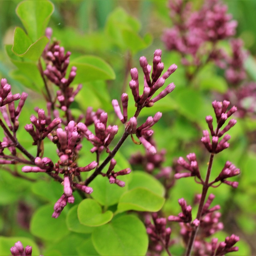 Syringa villosa