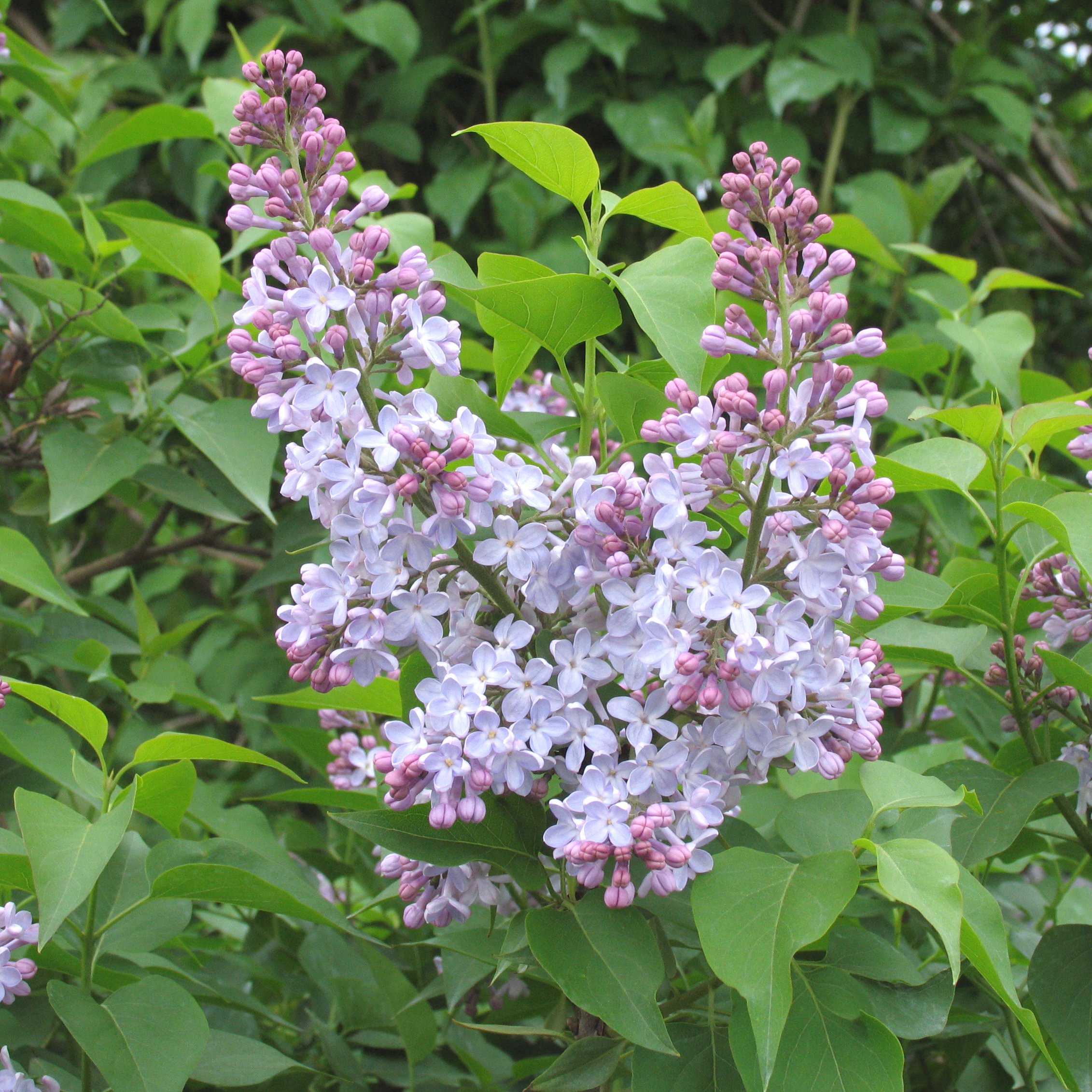 Syringa vulgaris