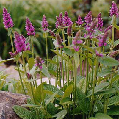 Stachys monieri 'Hummelo'