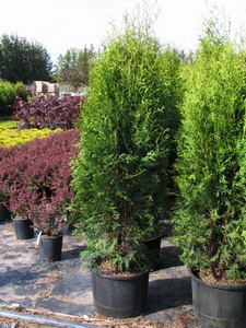 Thuja 'Brandon'