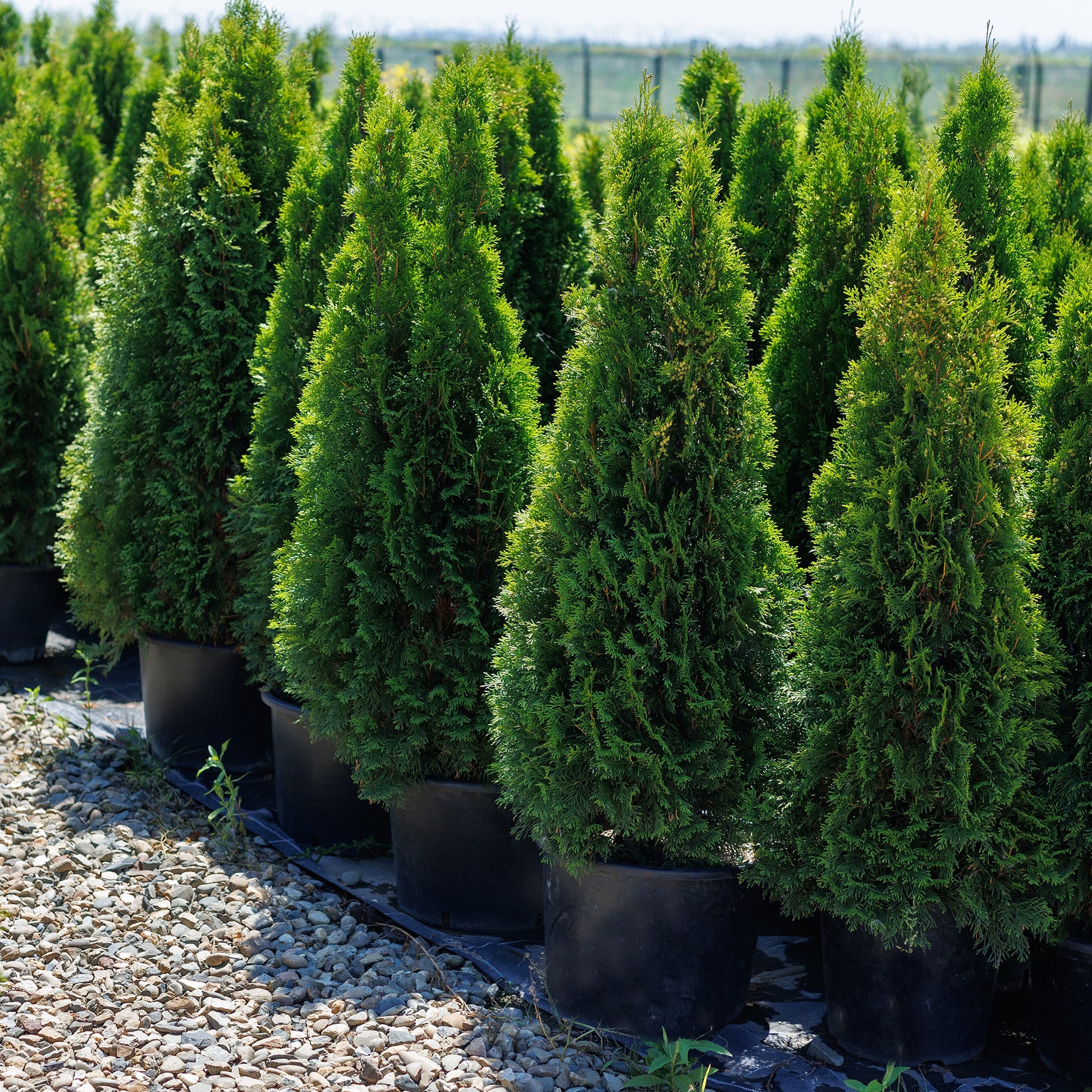 Thuja 'Emerald Petite'