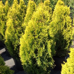 Thuja 'Highlights Janed Gold'