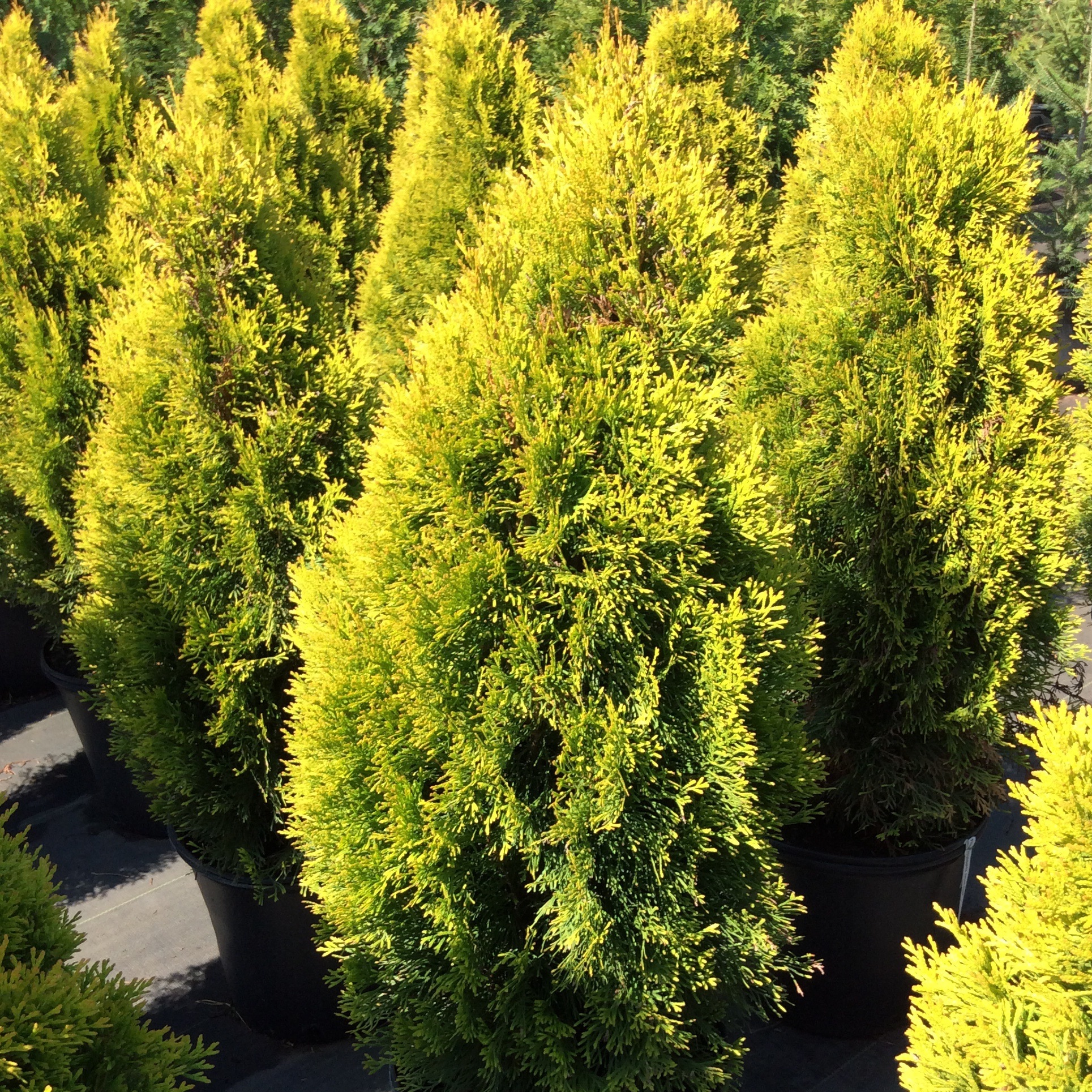 Thuja 'Highlights Janed Gold'