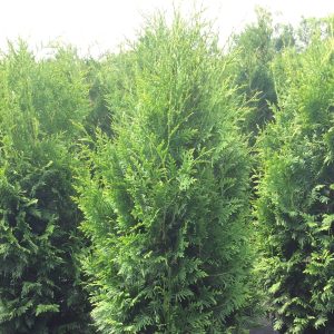 Thuja 'Nigra'
