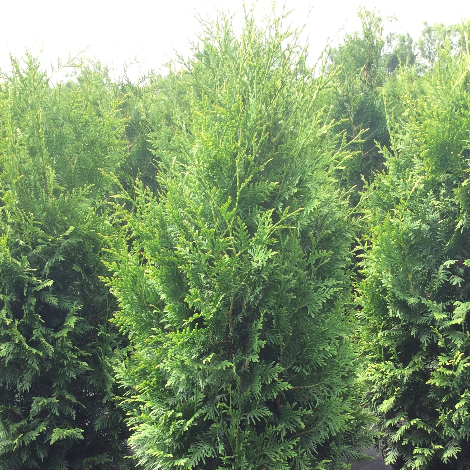 Thuja 'Nigra'
