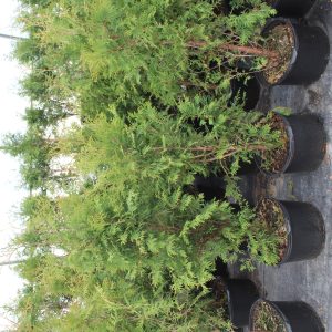 Thuja 'Nigra Second #2'