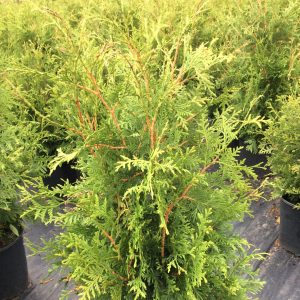 Thuja occidentalis