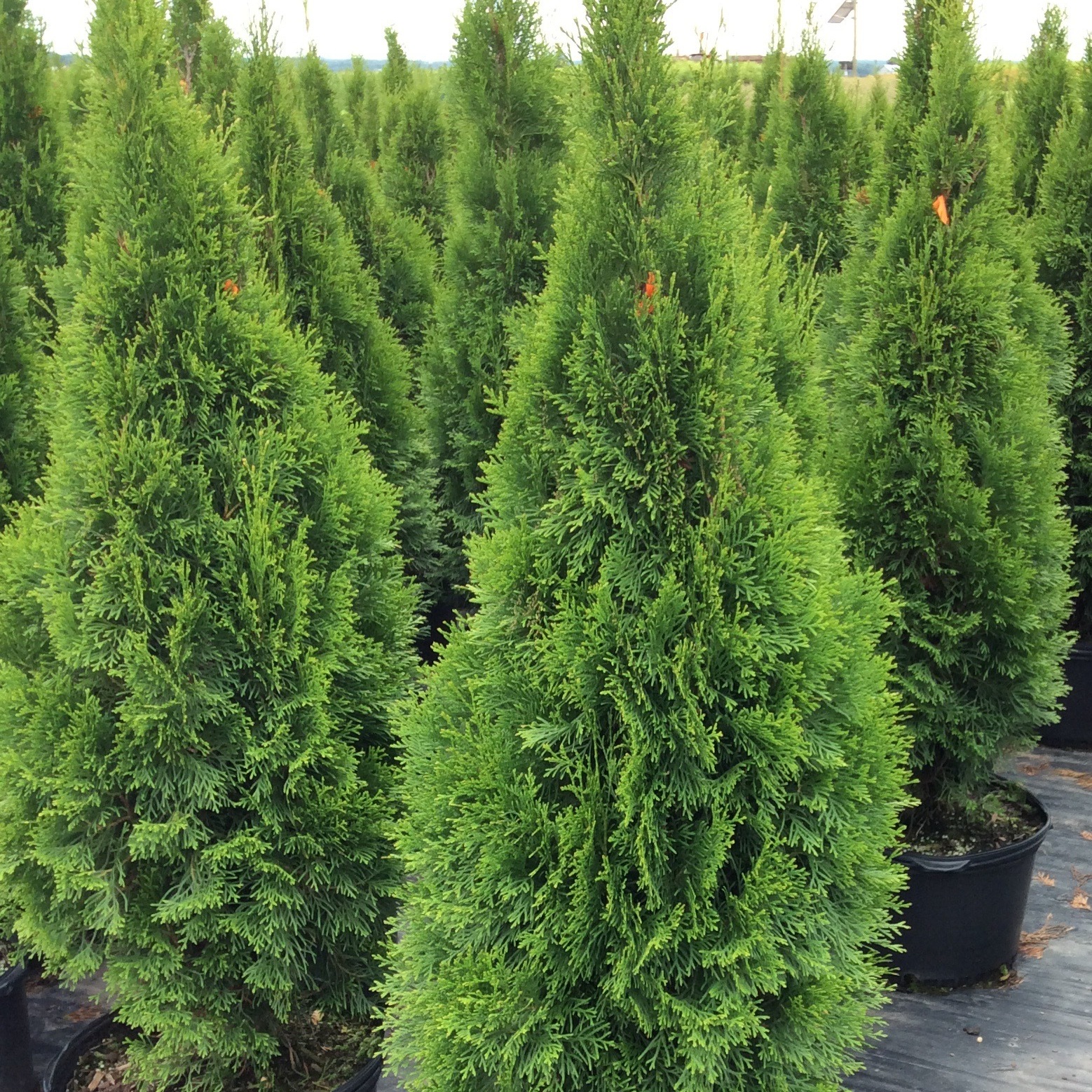 Thuja 'Smaragd'