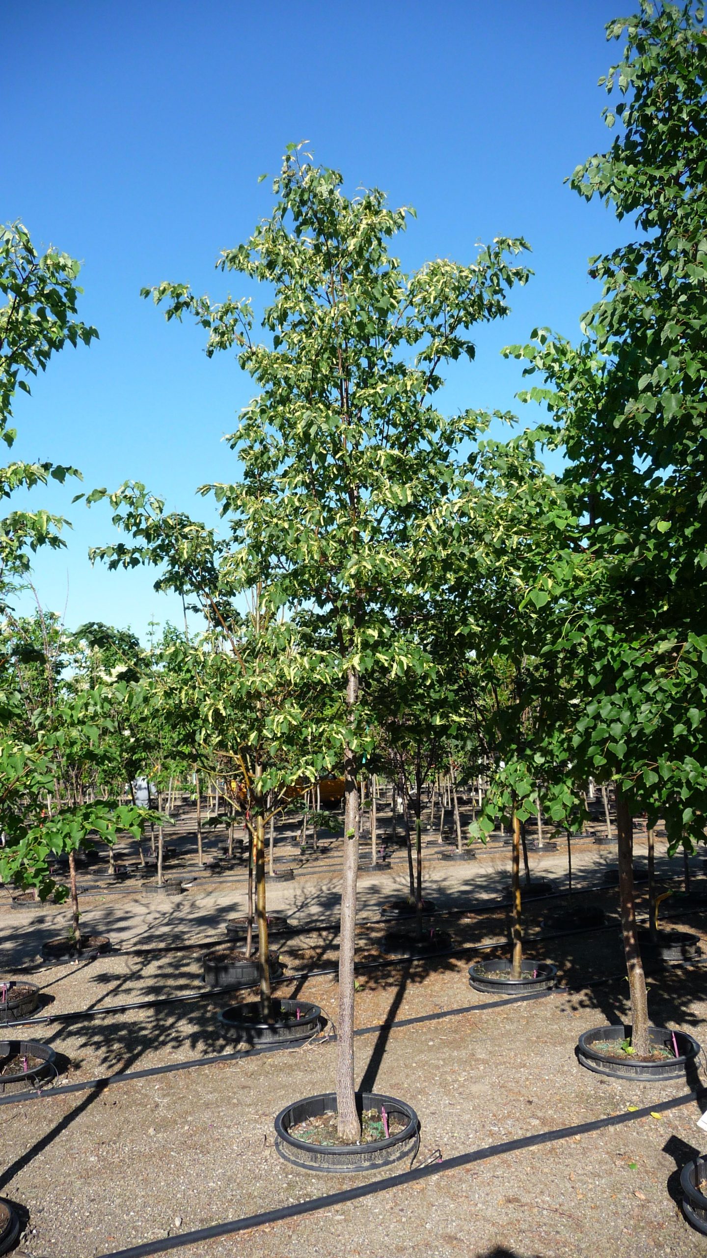 Tilia cordata