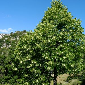 Tilia cordata 'Corinthian'