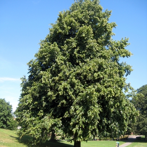 Tilia cordata 'Greenspire'