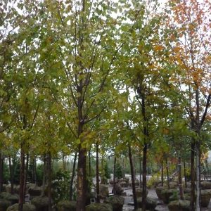 Tilia mongolica 'Harvest Gold'