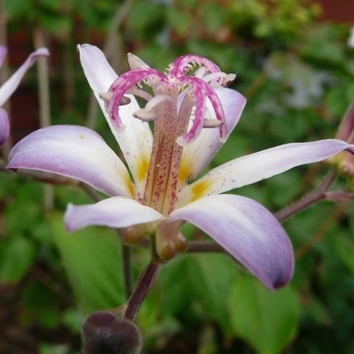 Tricyrtis 'Tojen'