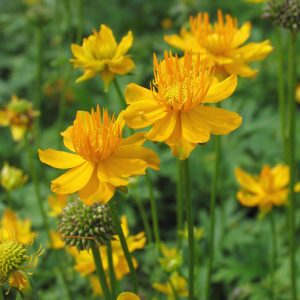 Trollius chinensis 'Golden Queen'