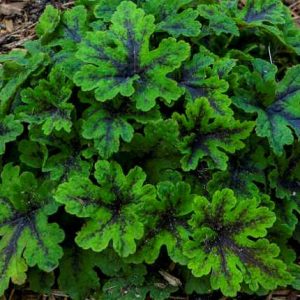 Tiarella 'Fingerpaint'