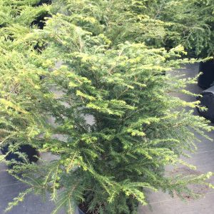 Tsuga canadensis