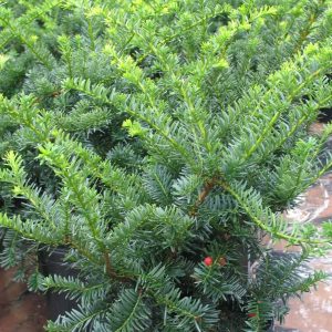 Taxus cuspidata 'Nana'