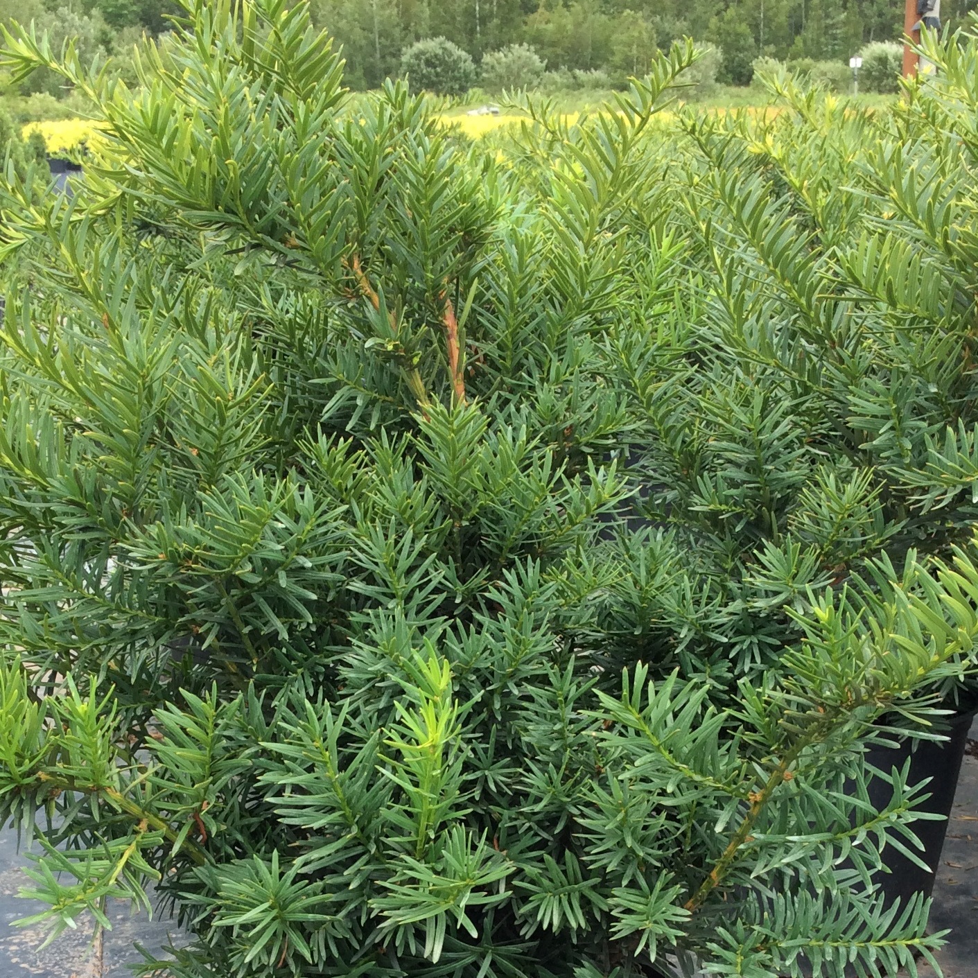 Taxus media 'Densiformis'