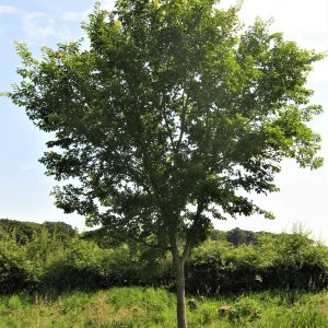 Ulmus 'Accolade'