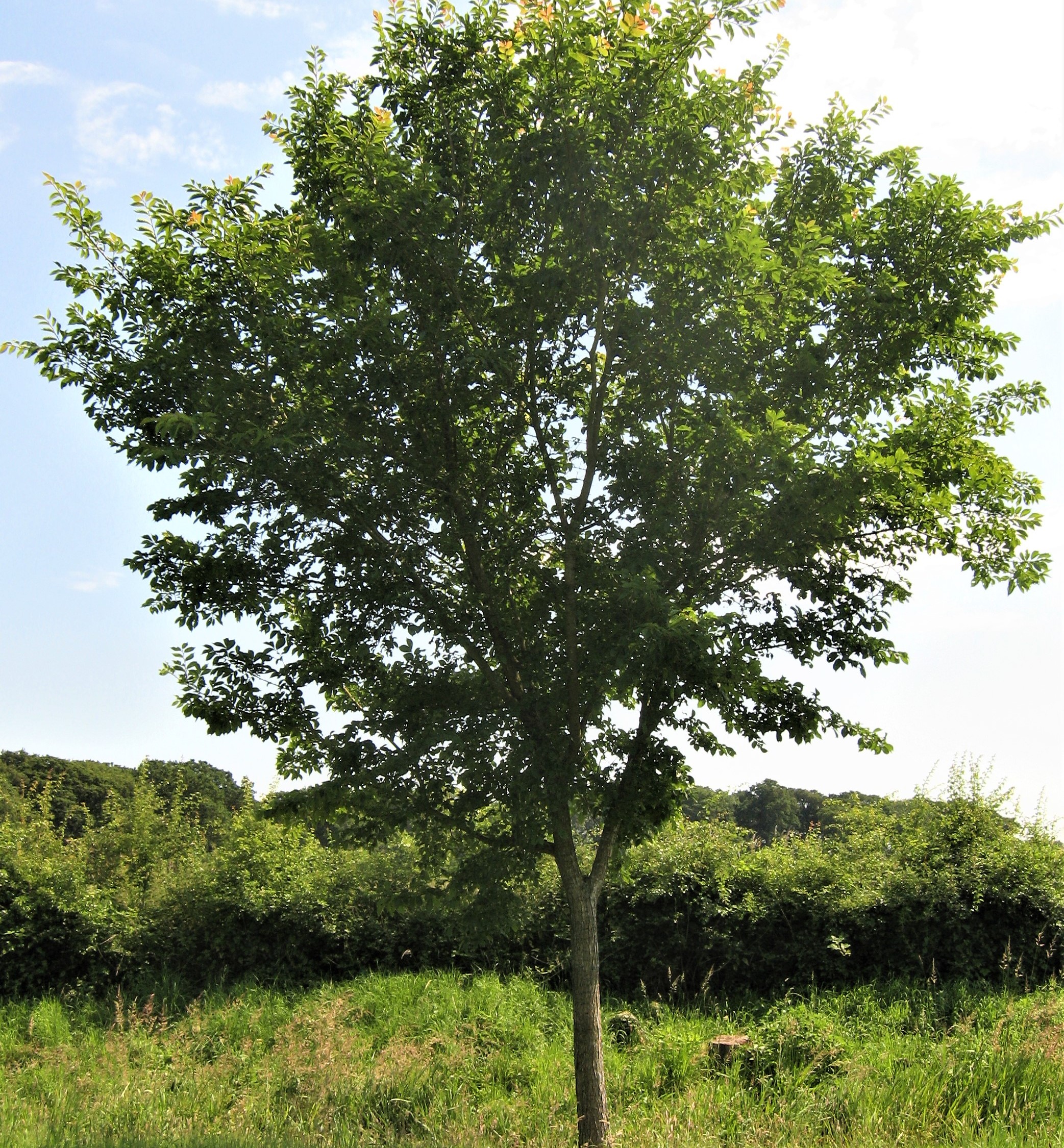 Ulmus 'Accolade'