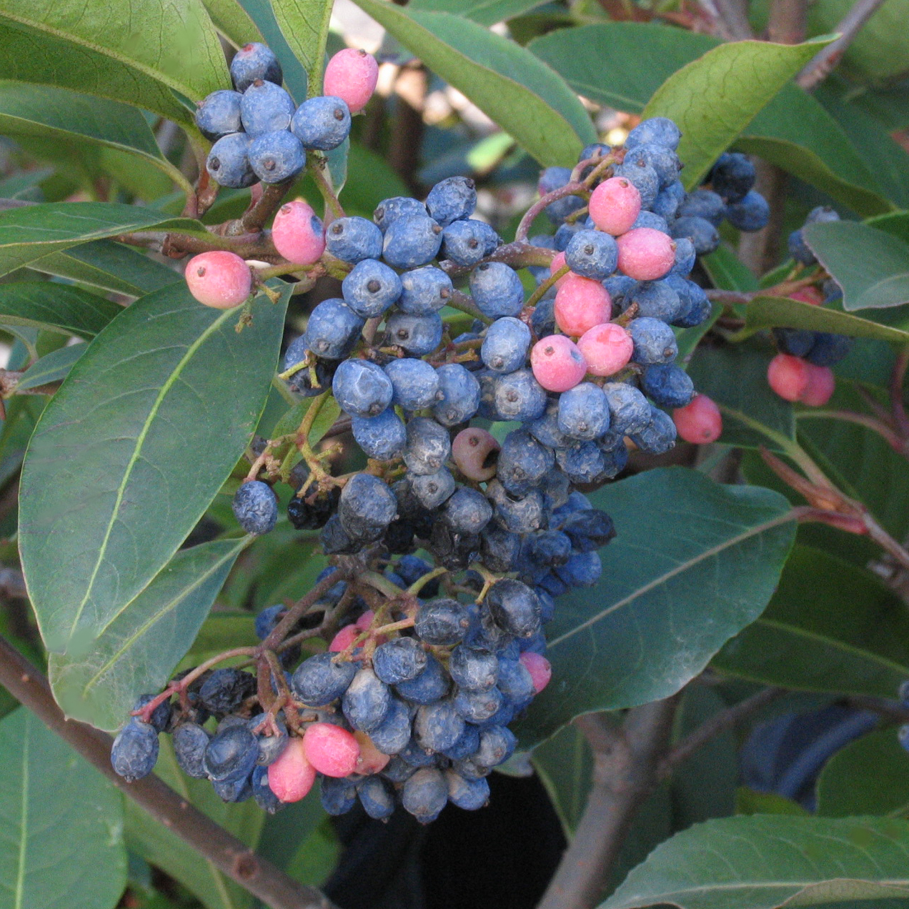 Viburnum cassinoides