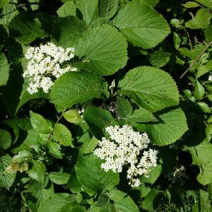Viburnum lantana