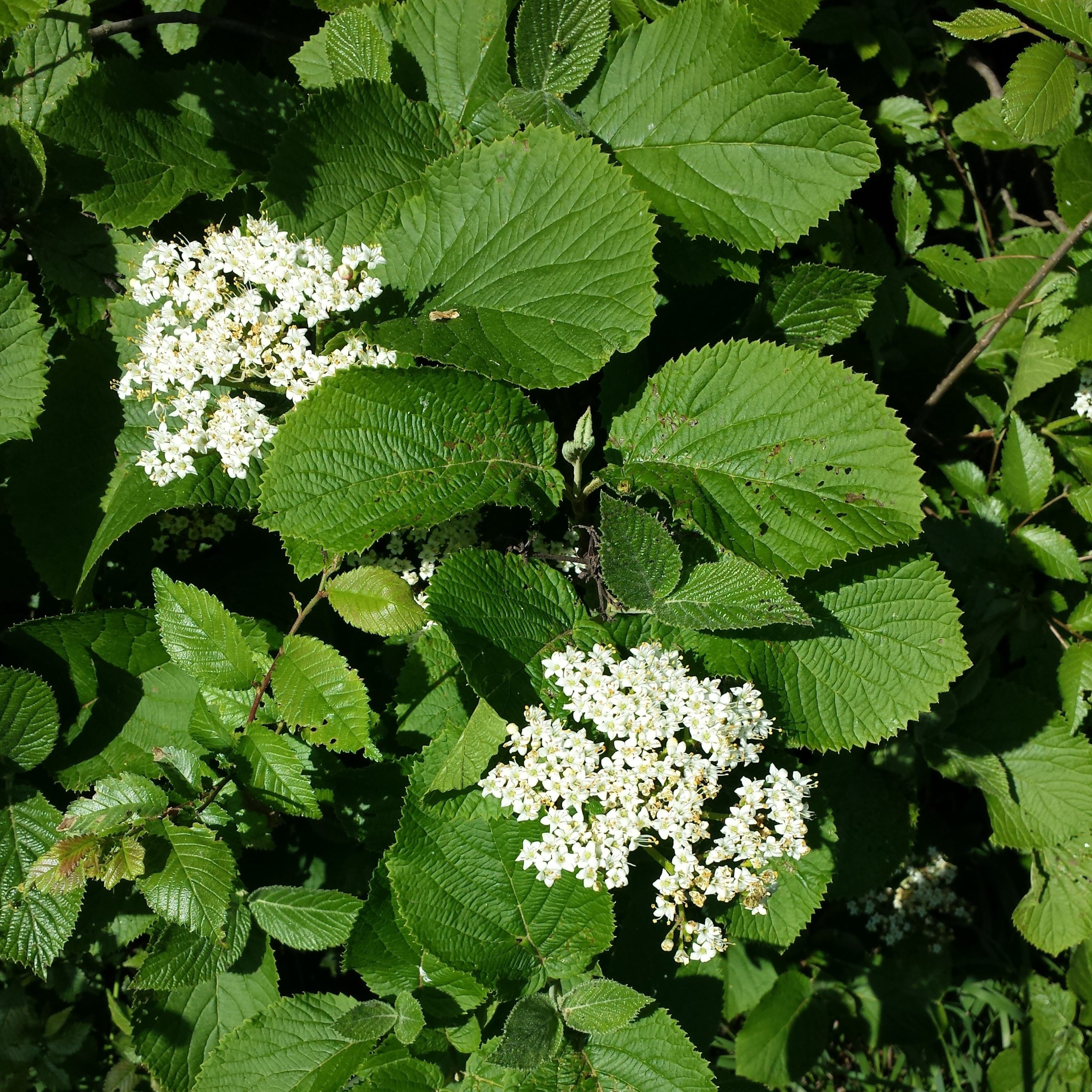 Viburnum lantana