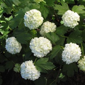 Viburnum opulus 'Sterile'