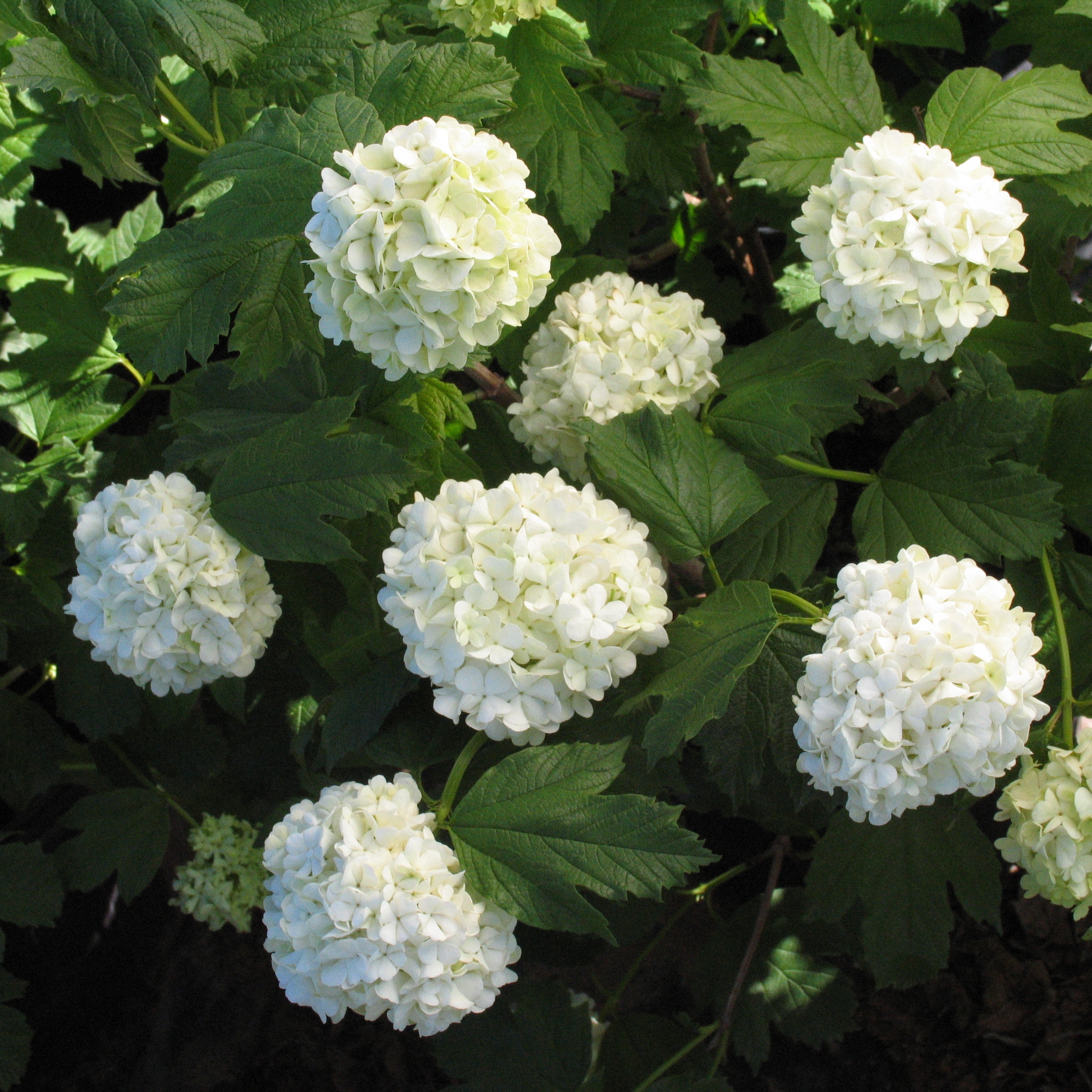 Viburnum opulus 'Sterile'