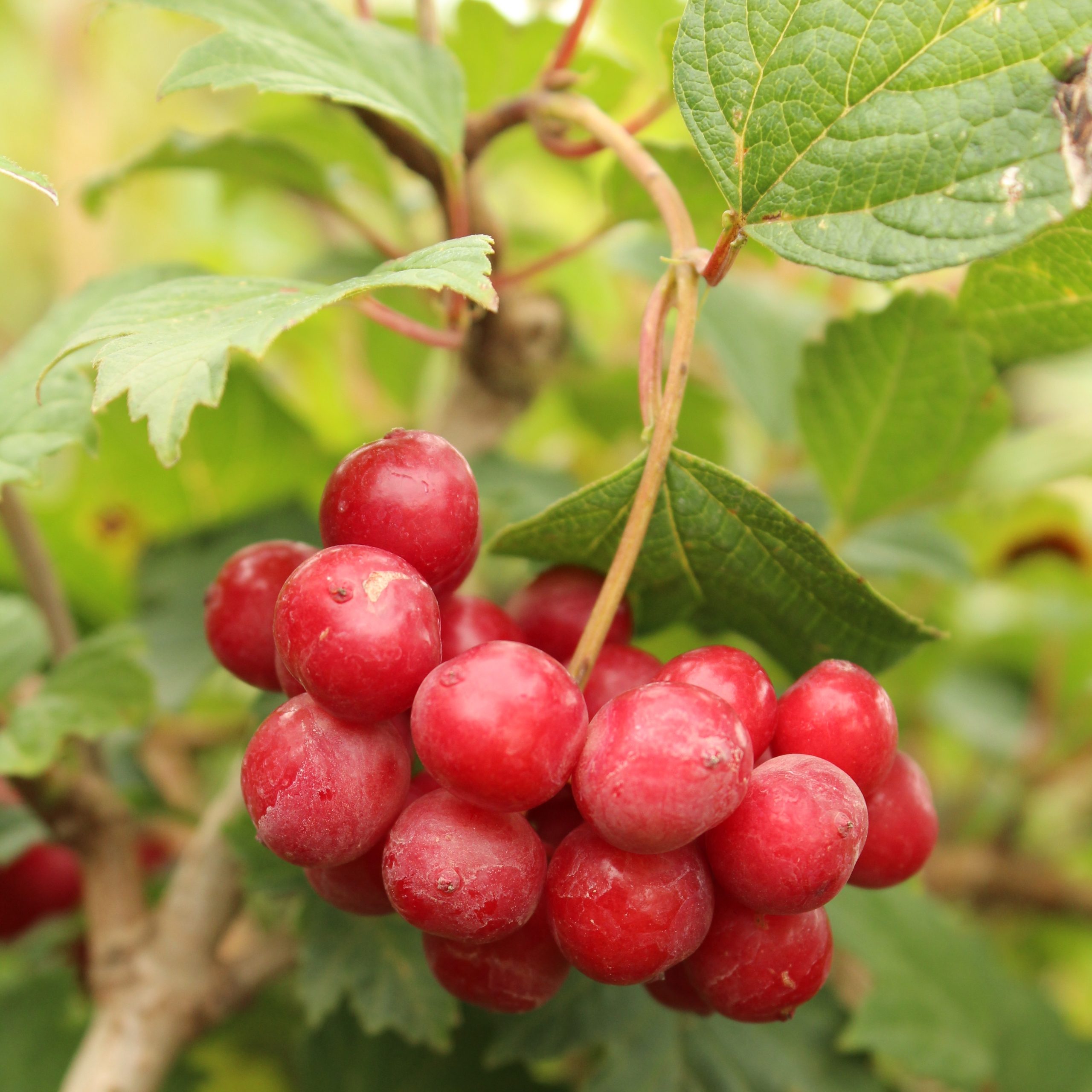 Viburnum trilobum