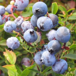 Vaccinium 'Augusta'