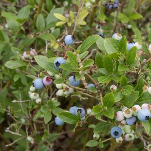 Vaccinium angustifolium