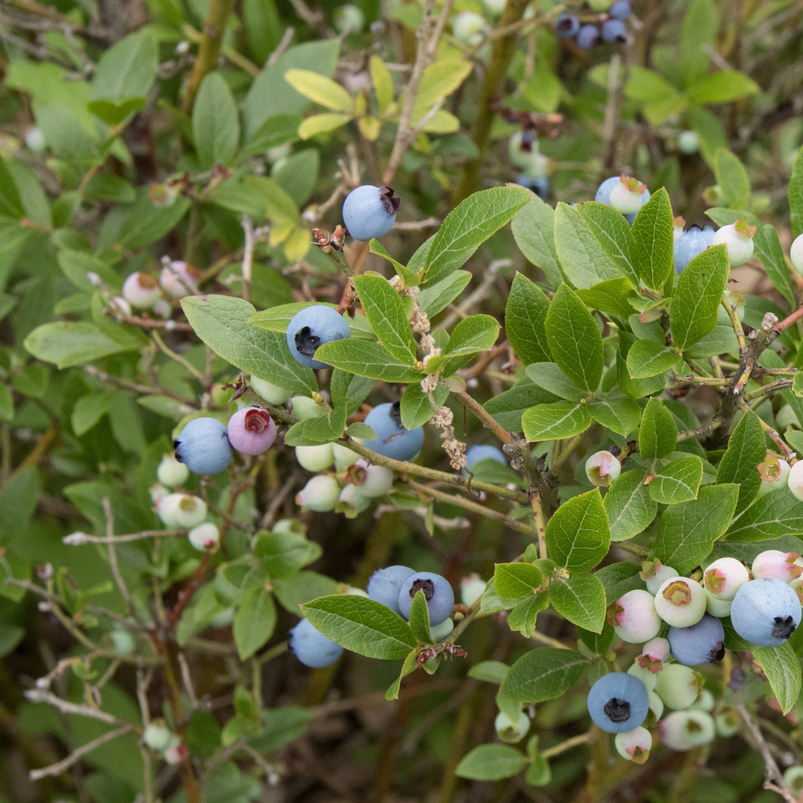Vaccinium angustifolium