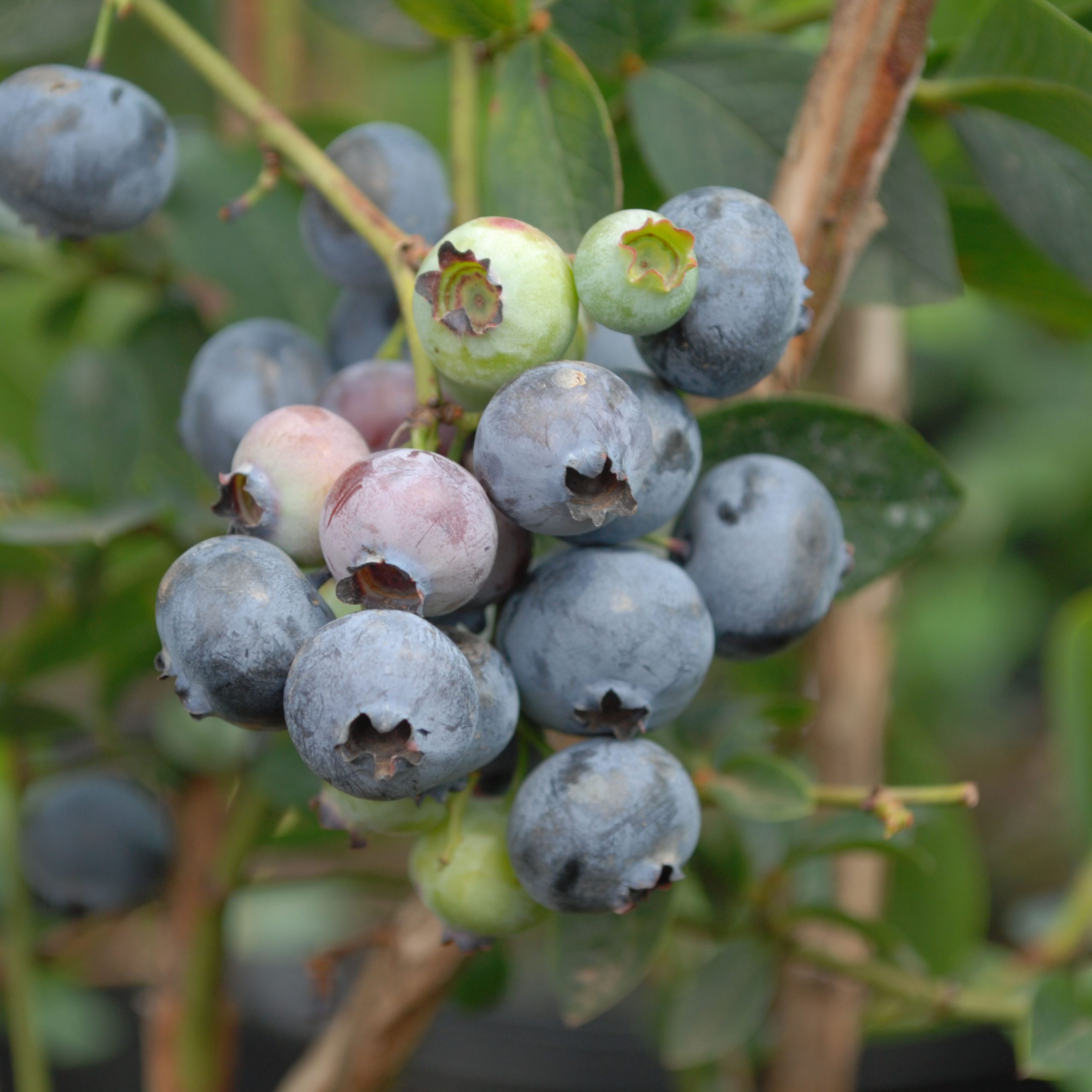 Vaccinium 'Duke'