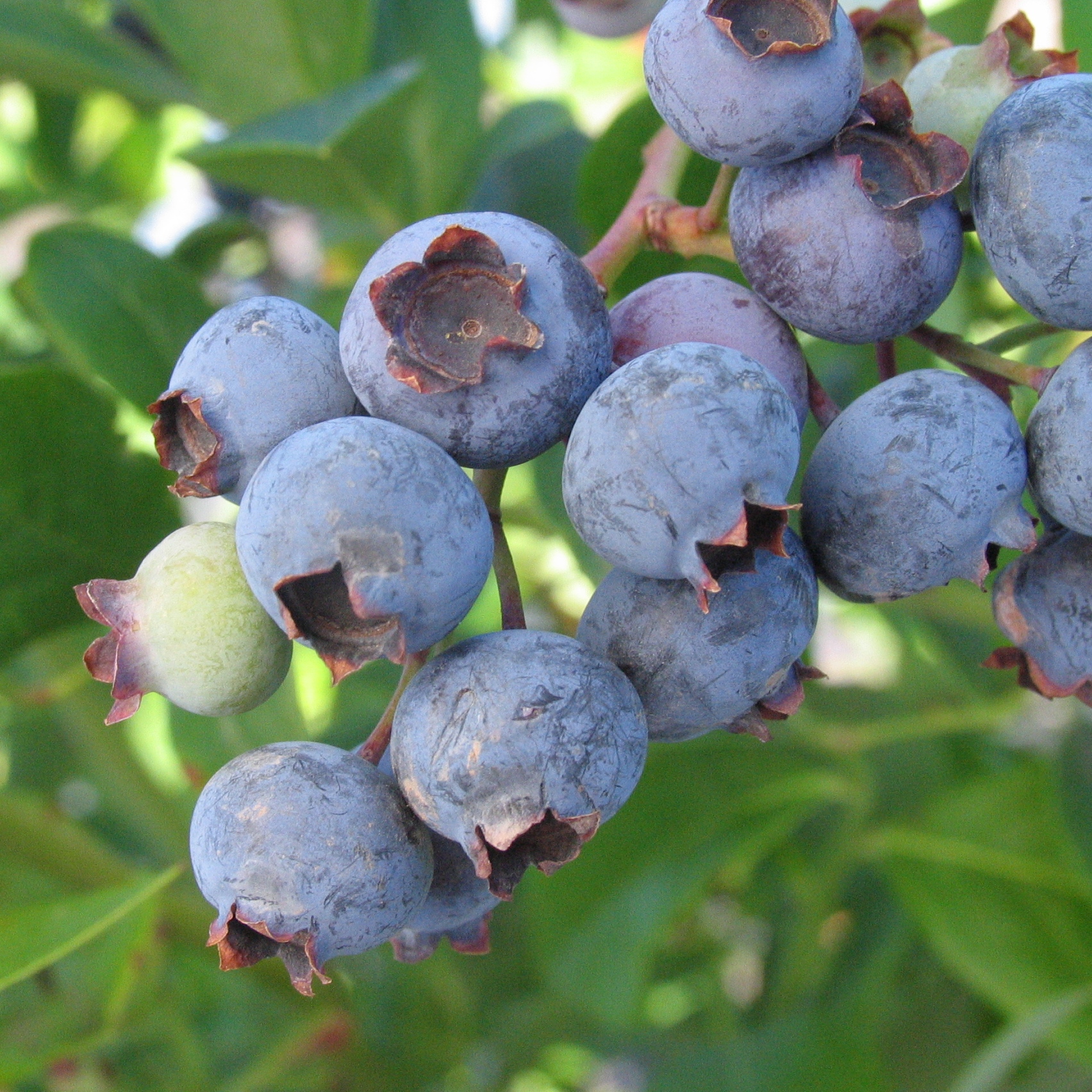 Vaccinium 'Elliott'