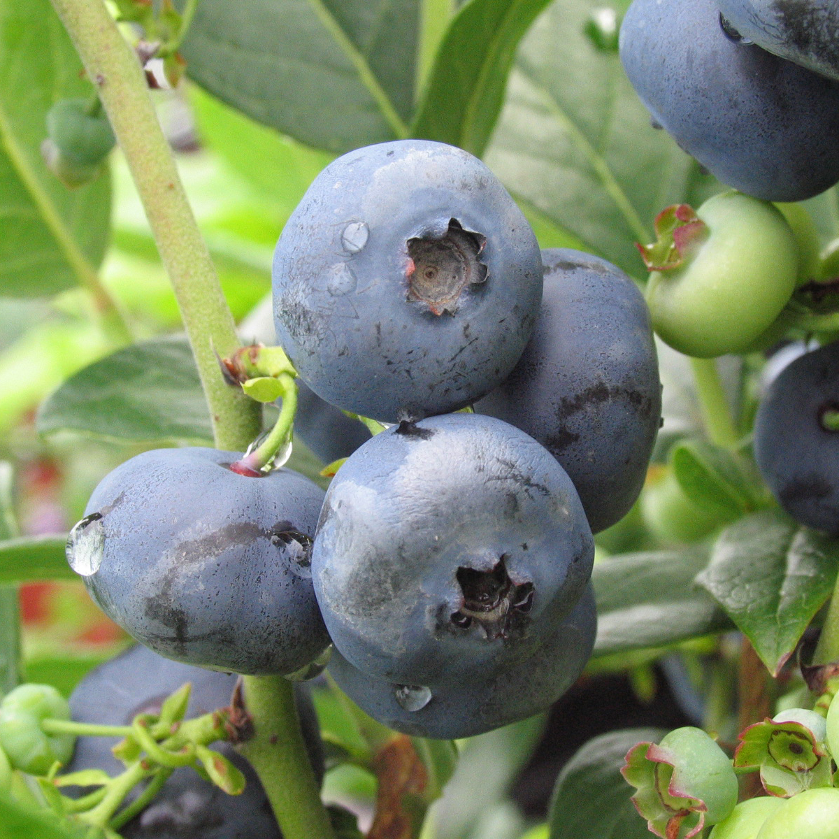 Vaccinium 'North Blue'