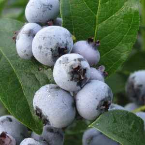Vaccinium 'North Country'