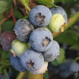 Vaccinium 'Polaris'