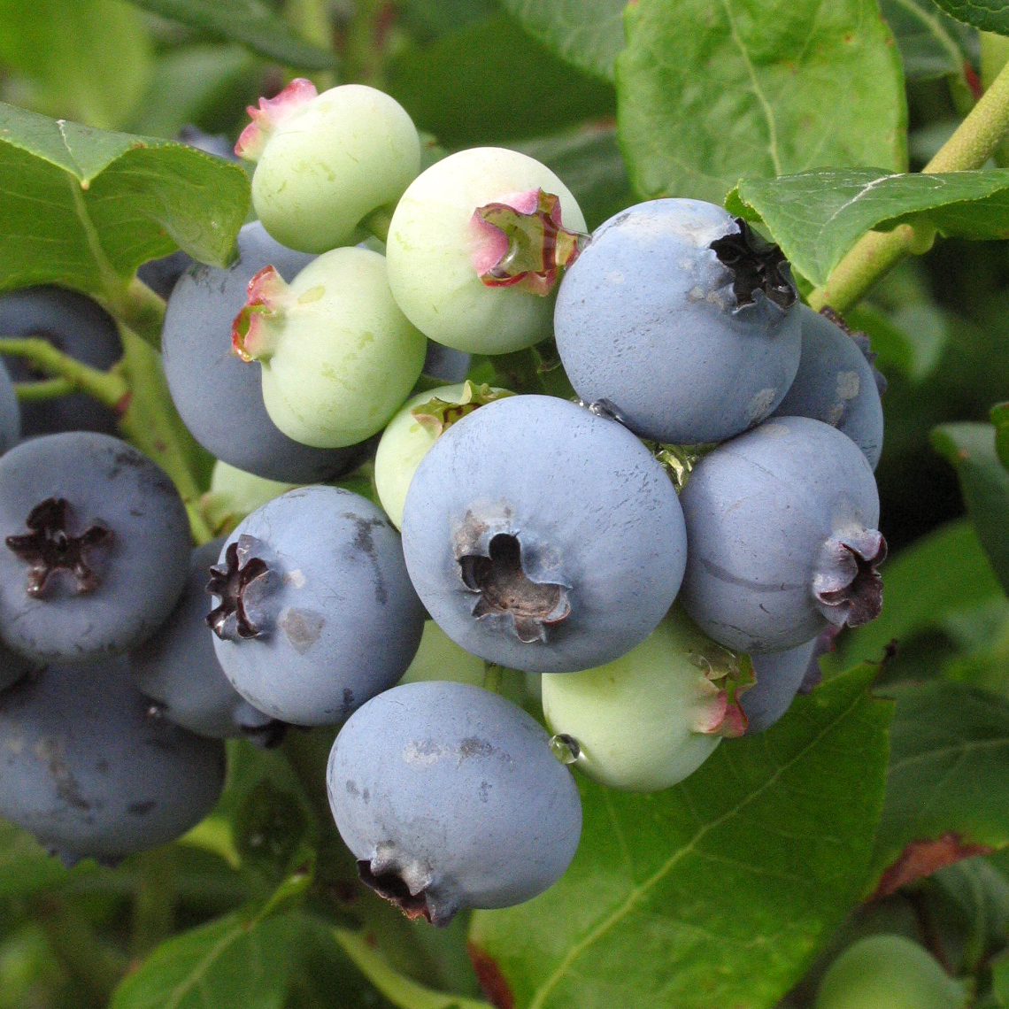 Vaccinium 'Patriot'