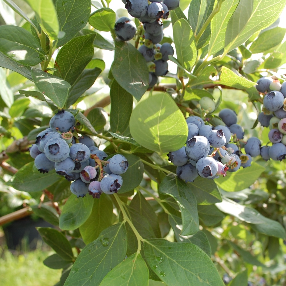 Vaccinium 'Top Hat'