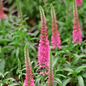 Veronica spicata 'Giles Van Hees'