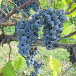 Vitis 'Beta'