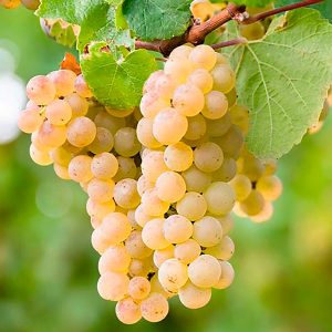 Vitis 'Frontenac Blanc'