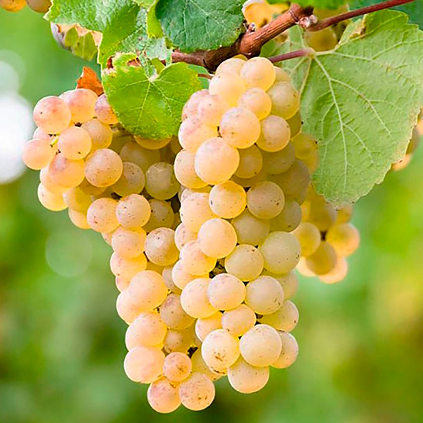 Vitis 'Frontenac Blanc'