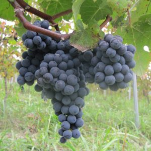 Vitis 'Montreal Blue '