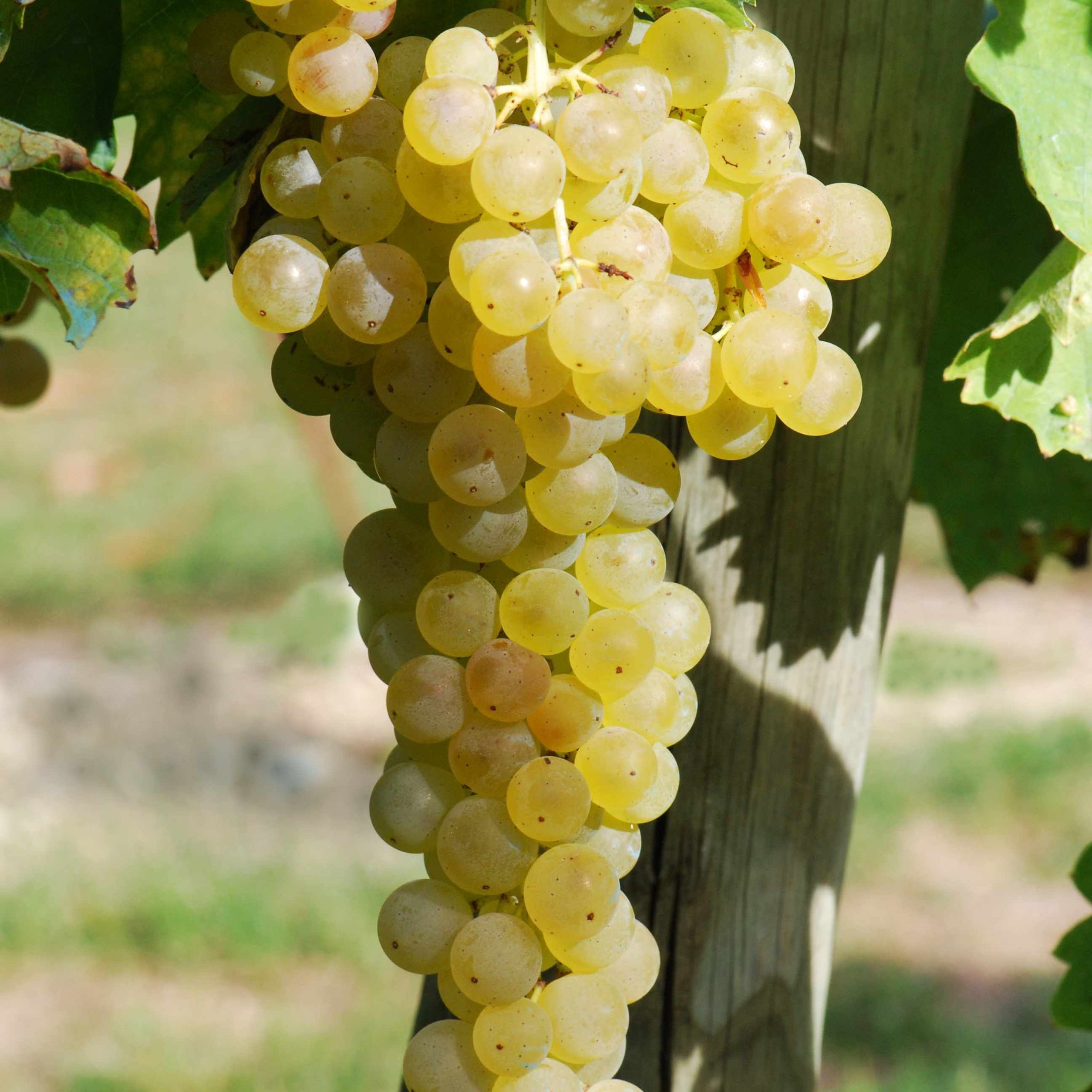 Vitis 'Osceola Muscat'