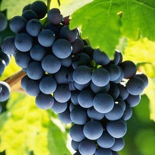 Vitis 'Radisson'