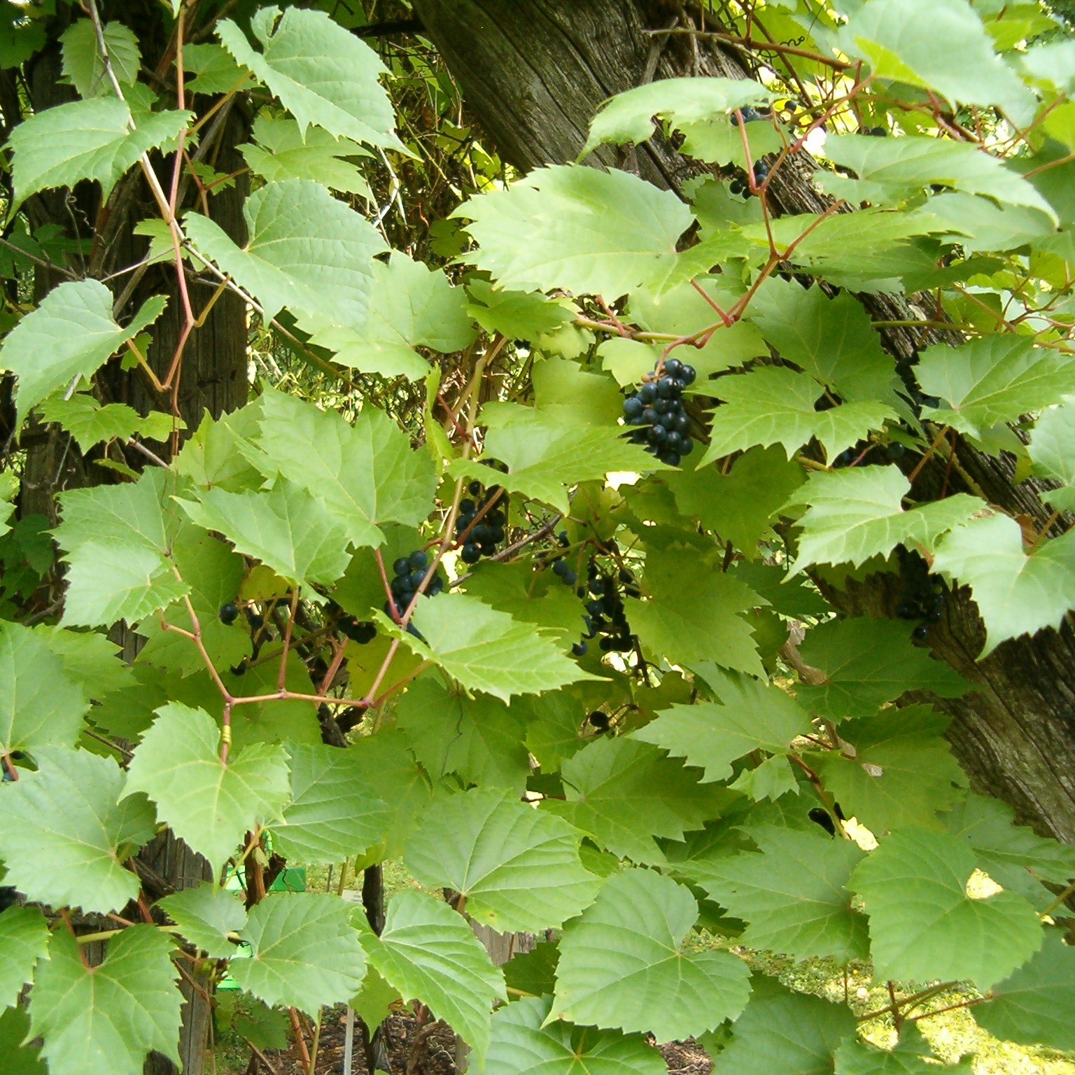 Vitis riparia